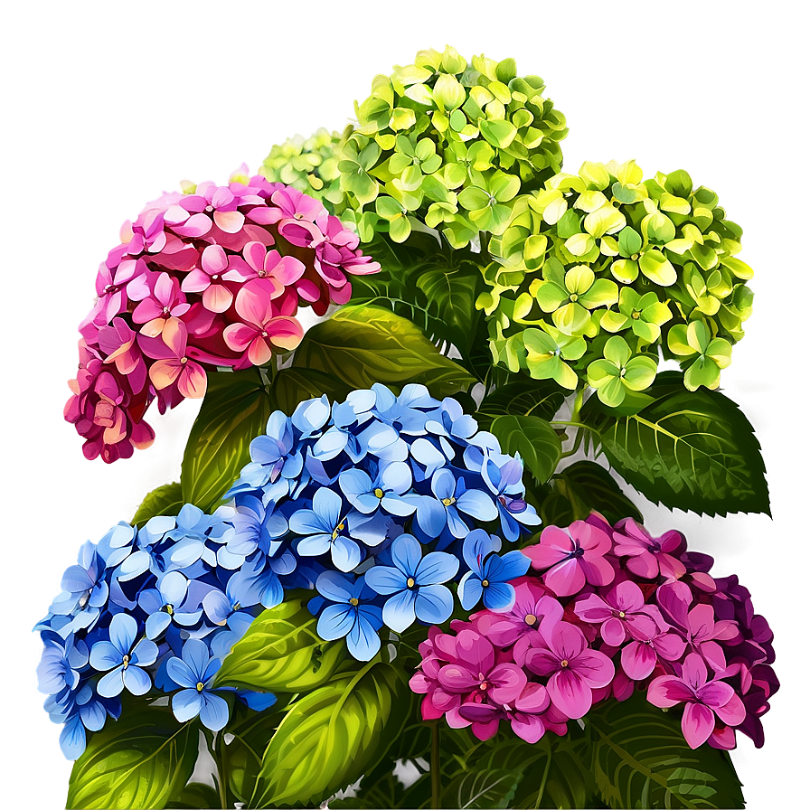 Hydrangea Garden Scene Png 05242024