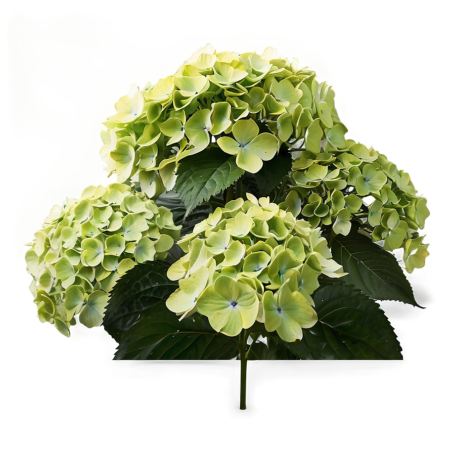 Hydrangea Garden Scene Png 95