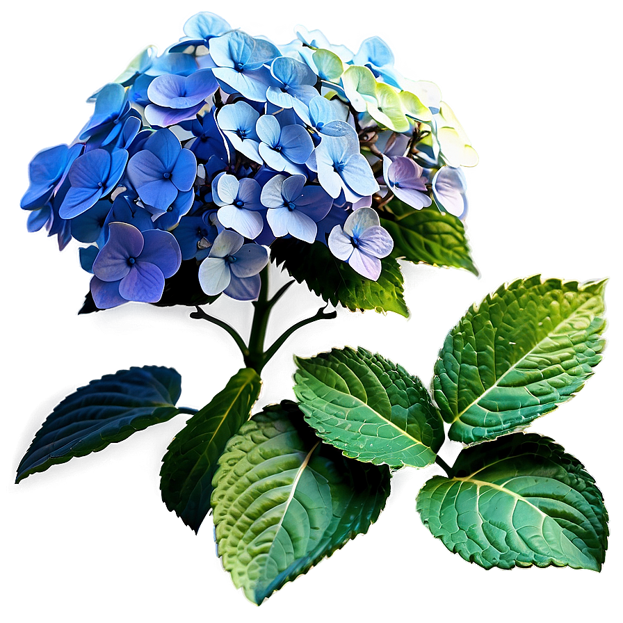 Hydrangea Garden Scene Png Tdj