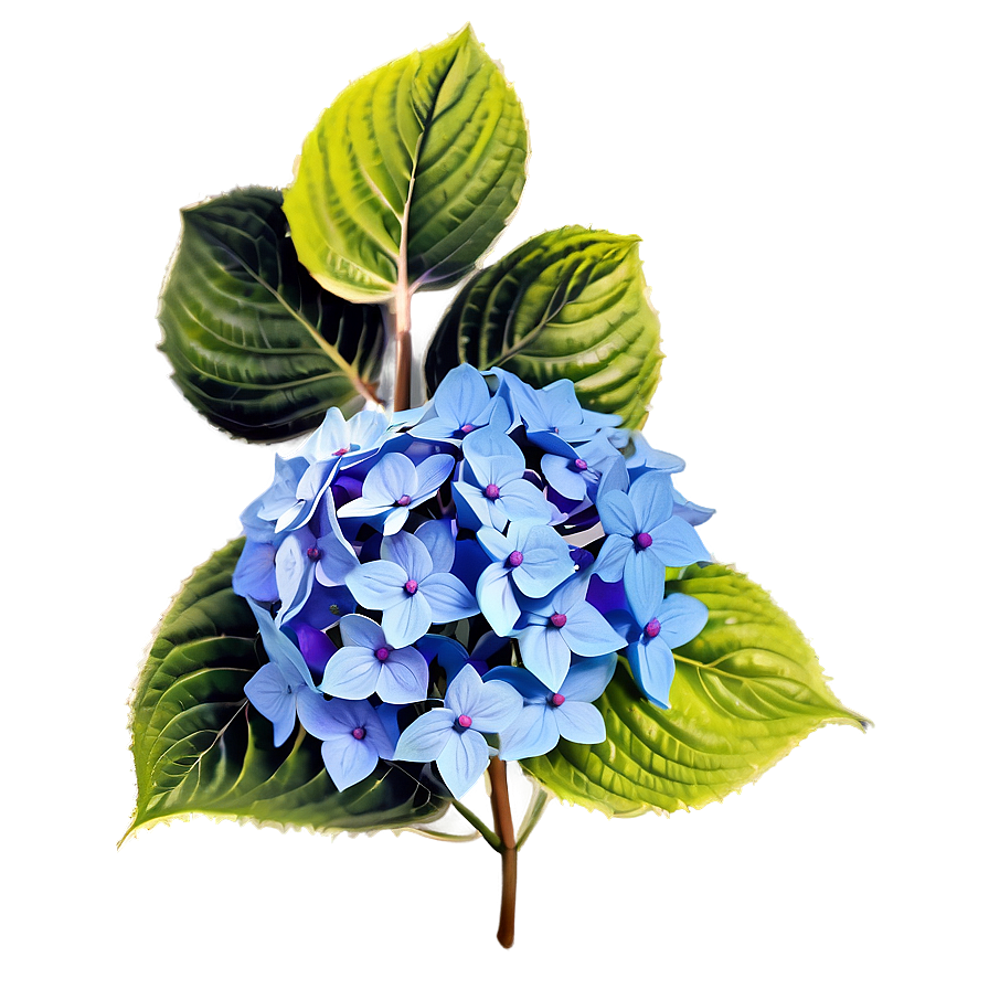 Hydrangea Illustration Png Egf95