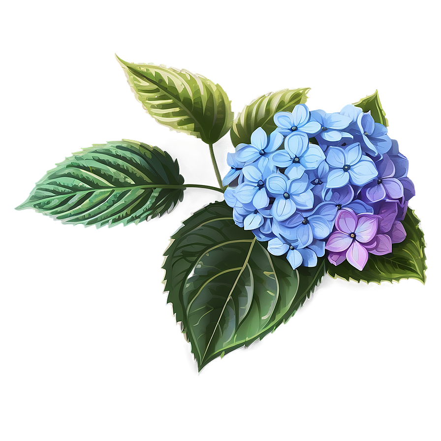 Hydrangea Illustration Png Gtf85