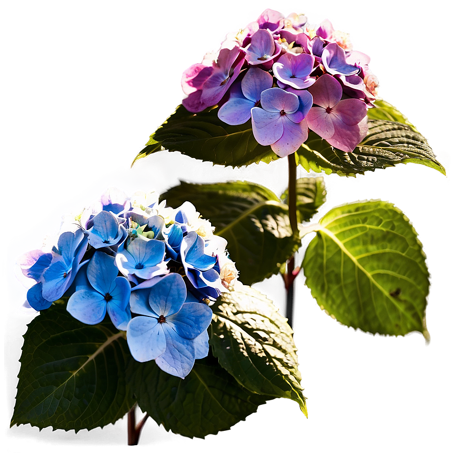 Hydrangea In Sunlight Png 05242024