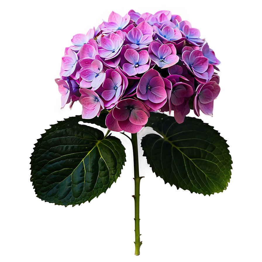 Hydrangea Macrophylla Png 40