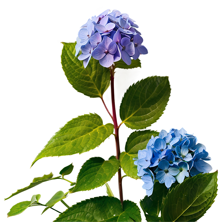 Hydrangea Macrophylla Png Jau