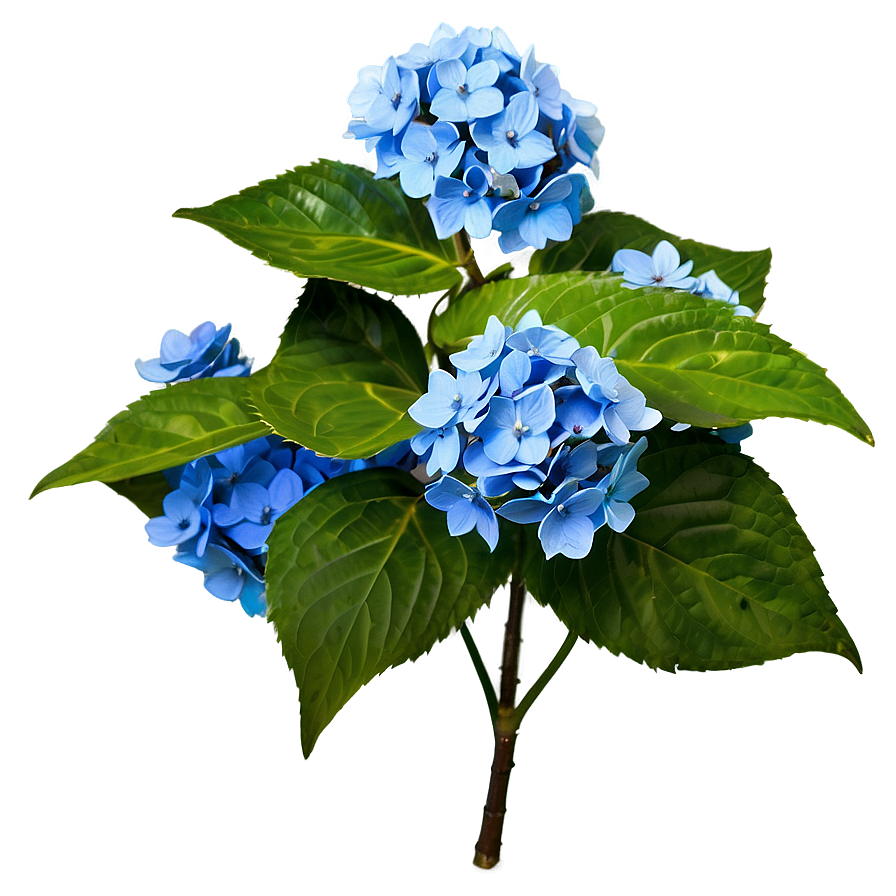 Hydrangea Mosaic Png 40