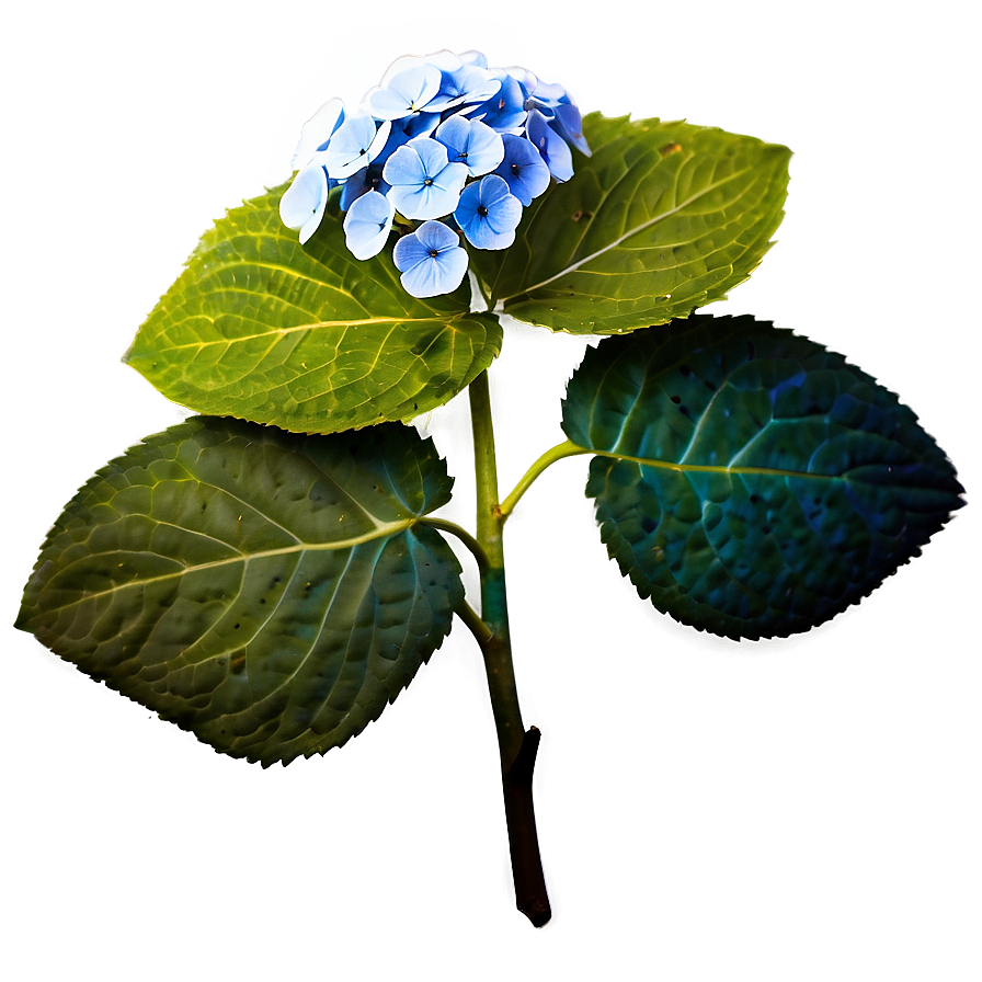 Hydrangea Mosaic Png Jrd