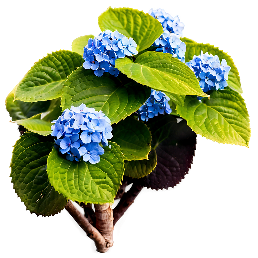 Hydrangea Path Png Ucr