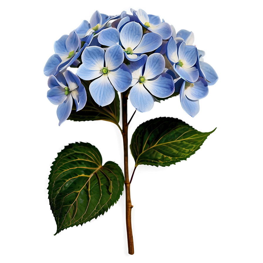 Hydrangea Pattern Png 37