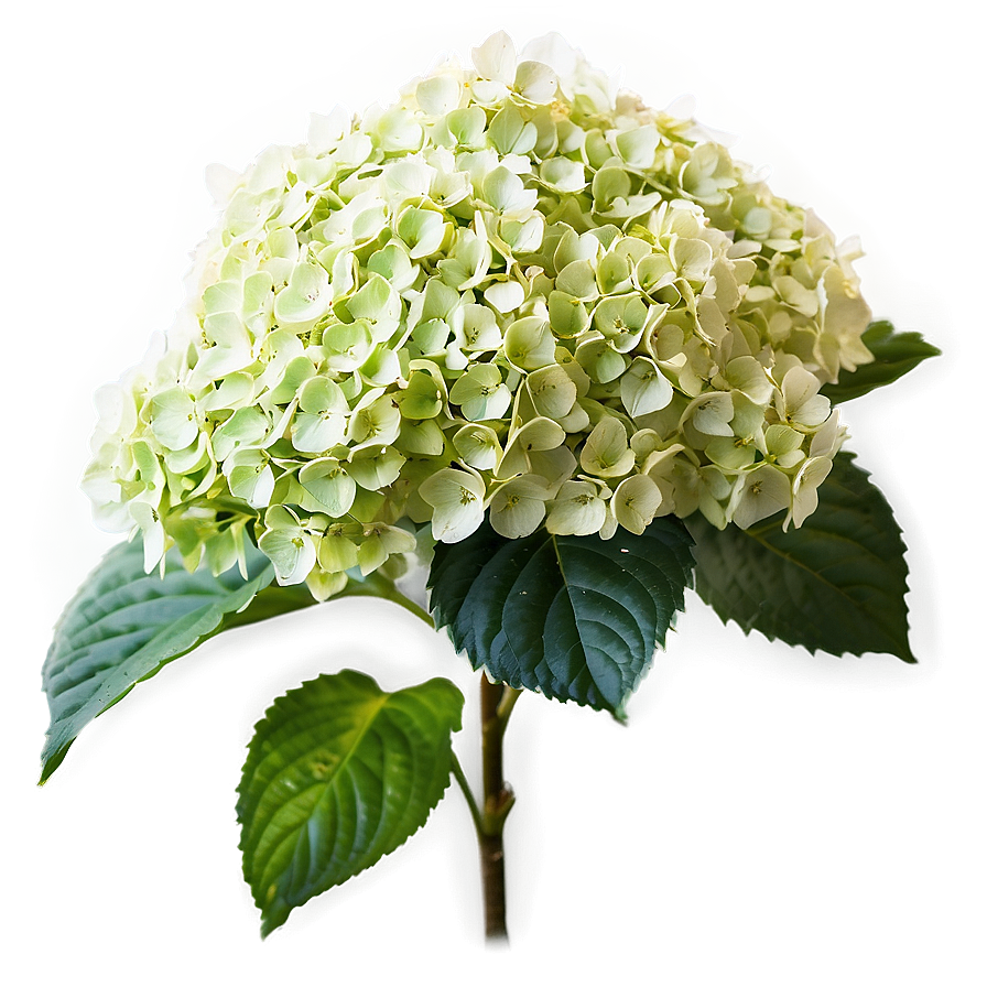 Hydrangea Shrub Png 73