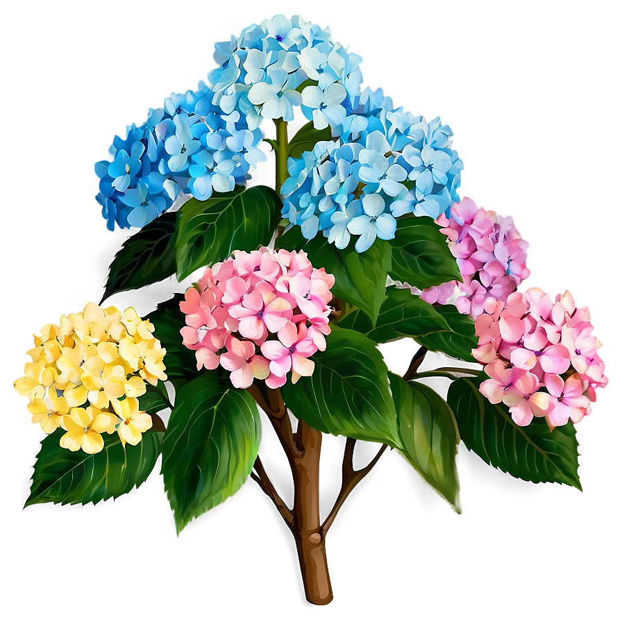 Hydrangea Shrub Png Xwh