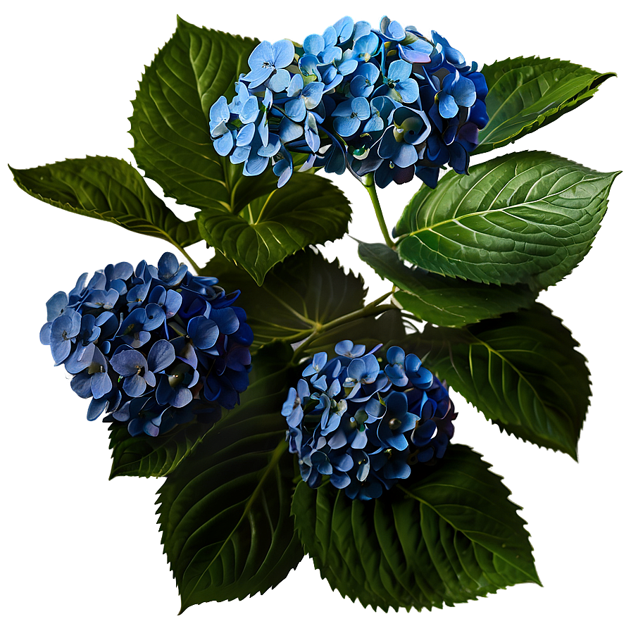 Hydrangea Sketch Png Dbu