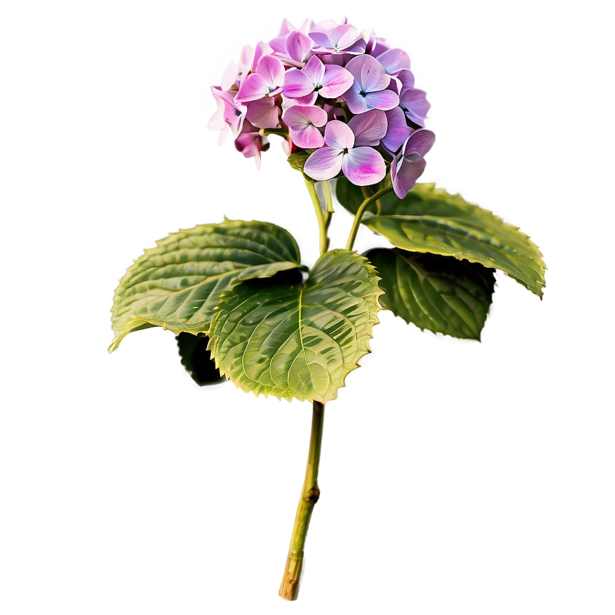 Hydrangea Sketch Png Kyq53