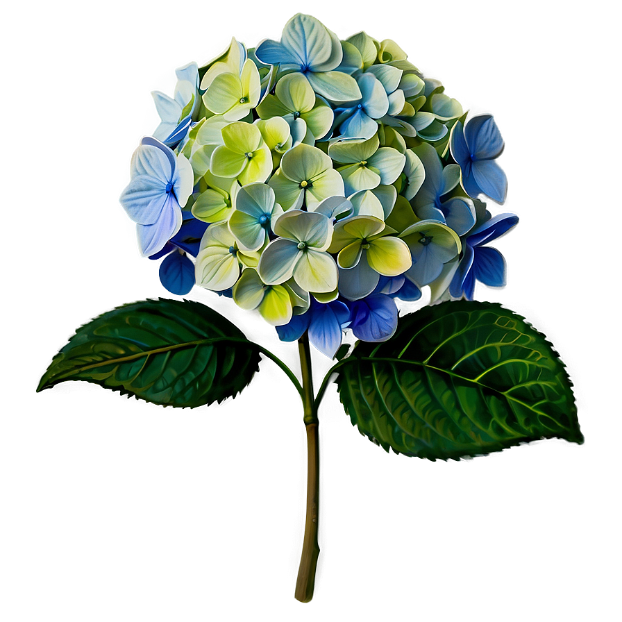 Hydrangea Sketch Png Qrv