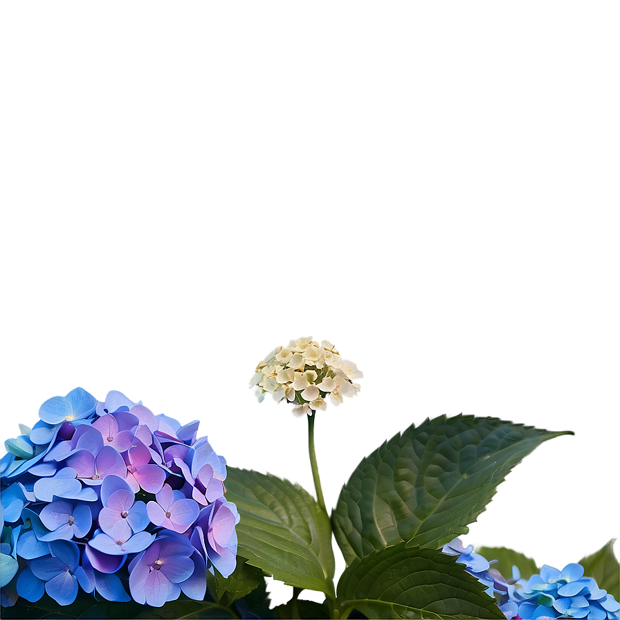 Hydrangea Under Moonlight Png Uxa86