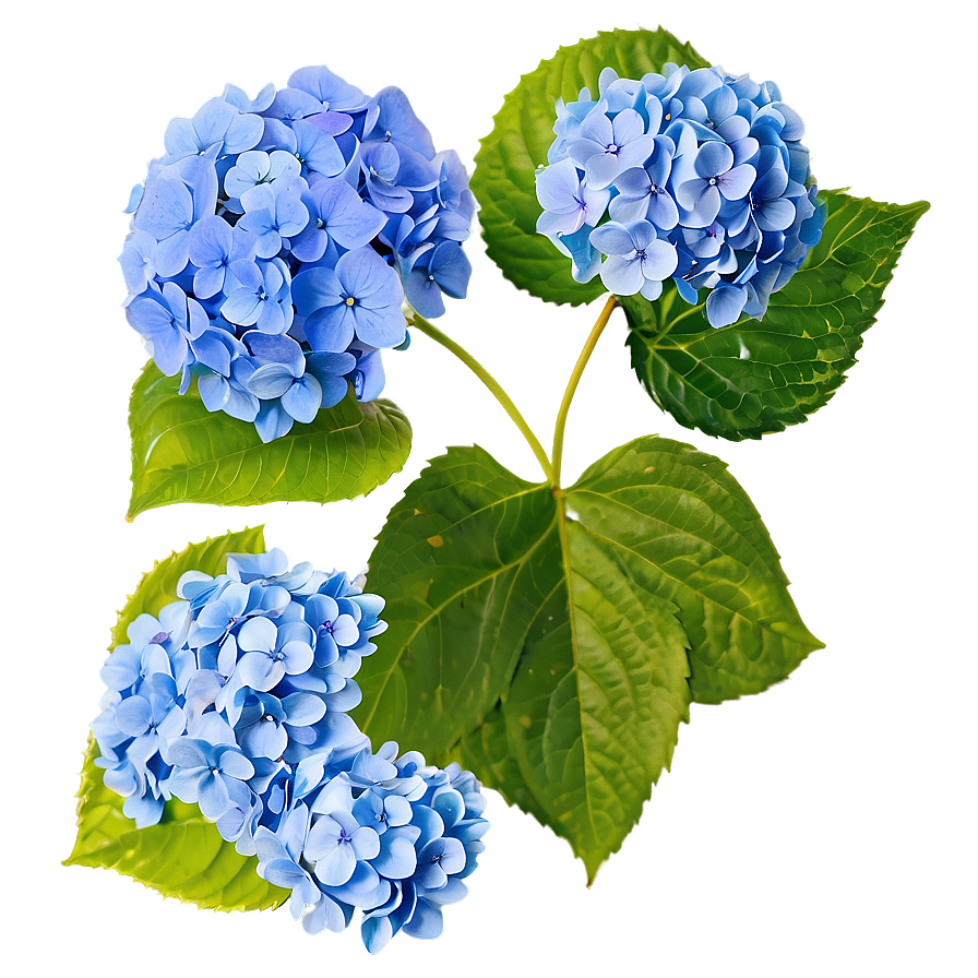 Hydrangea Wedding Png Gku