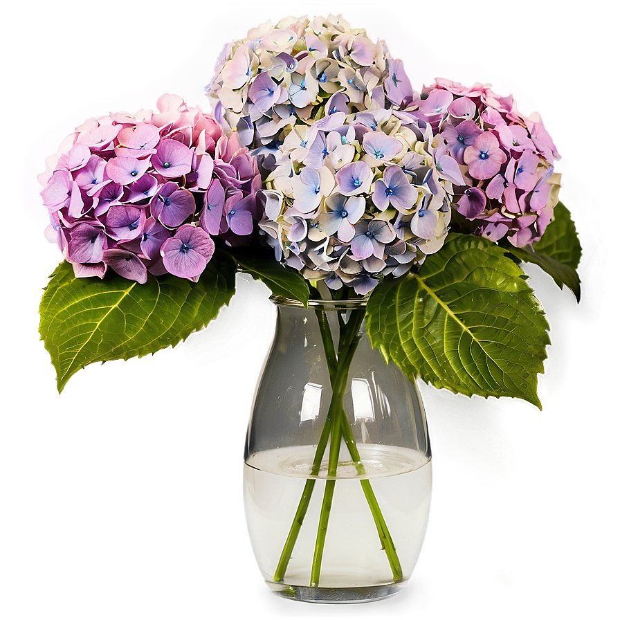 Hydrangeas In Vase Png 06272024