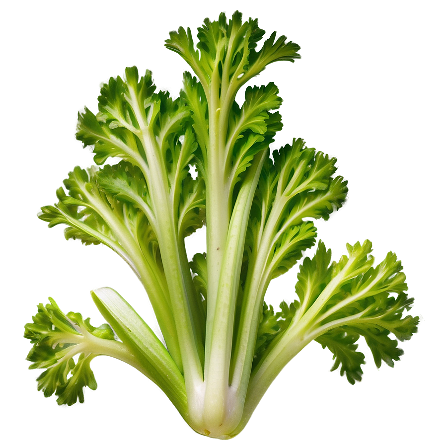 Hydroponic Celery Png 06252024