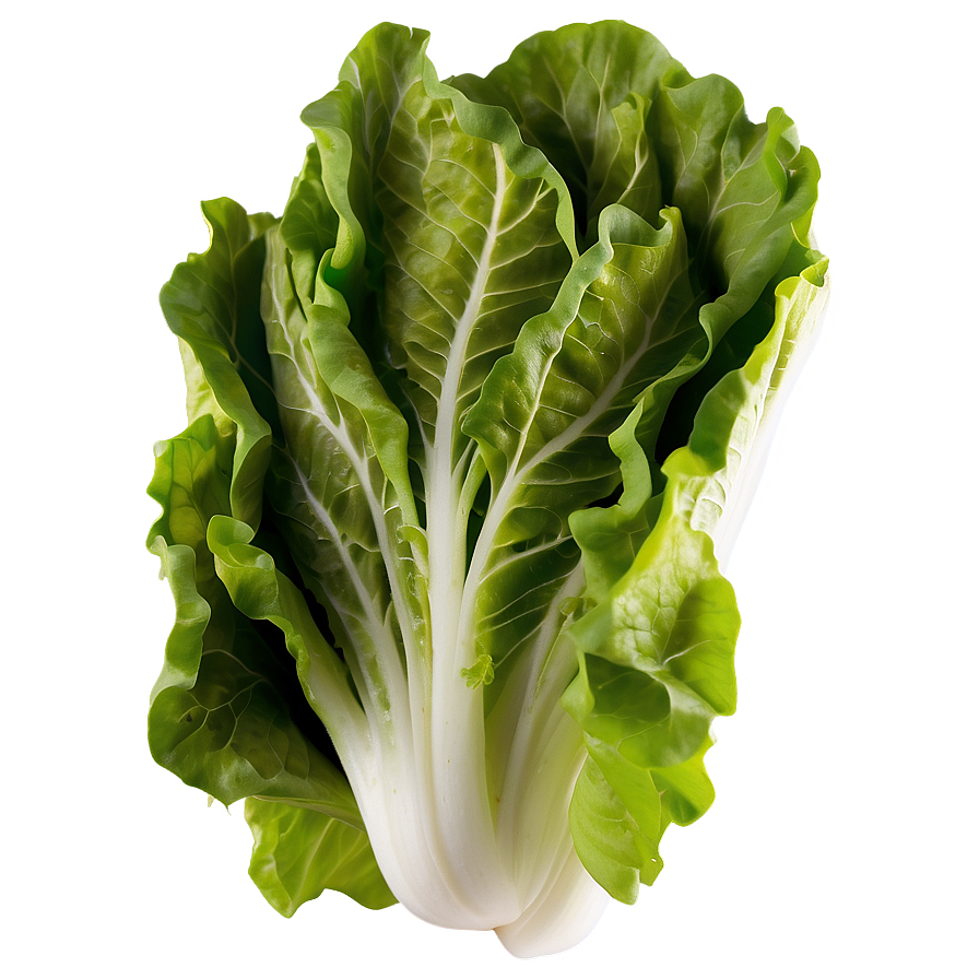 Hydroponic Lettuce Png 05242024