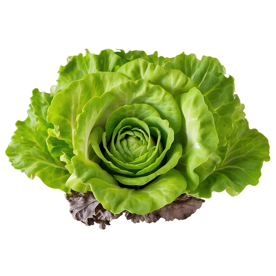 Hydroponic Lettuce Png Snv19