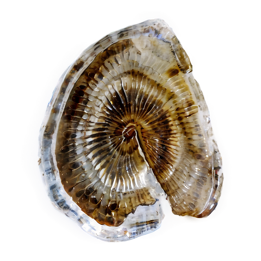 Ice Preserved Fossil Png 60