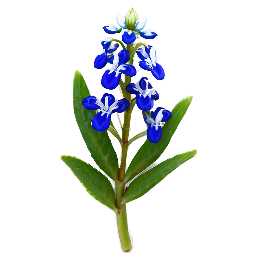 Iconic Texas Bluebonnet Png 92