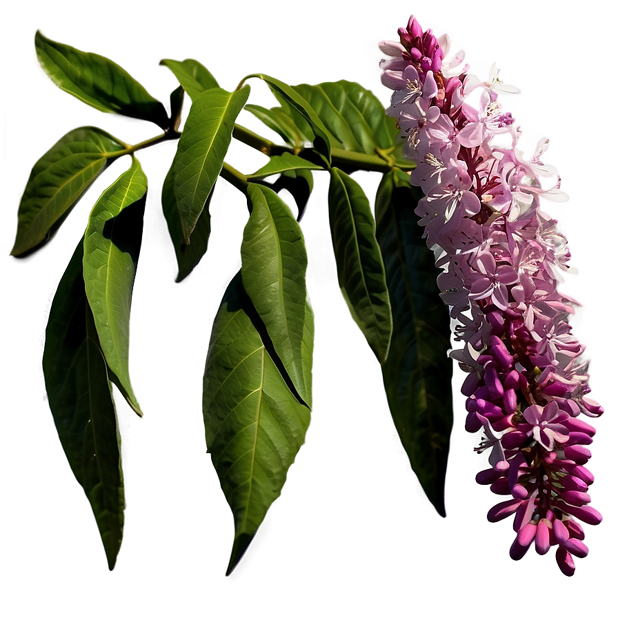 Idaho State Flower Syringa Png 57