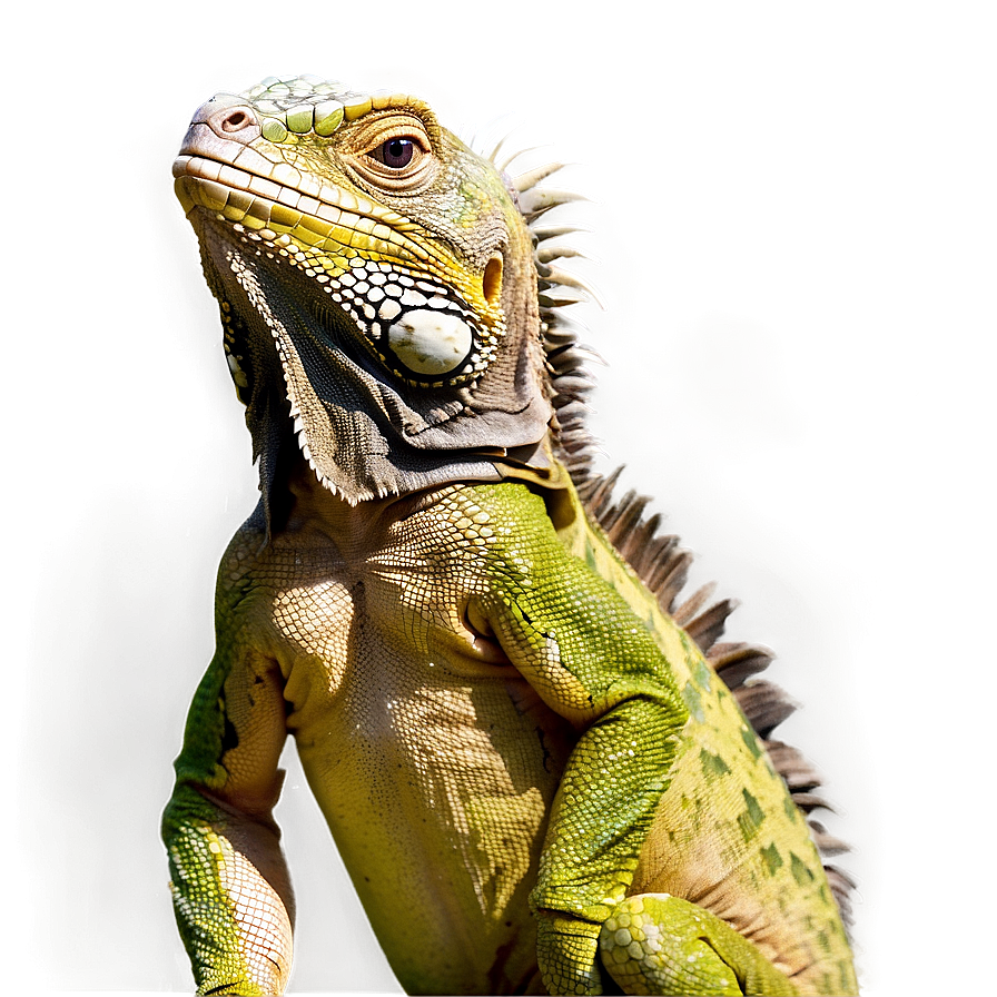 Iguana Resting Png Jlw1