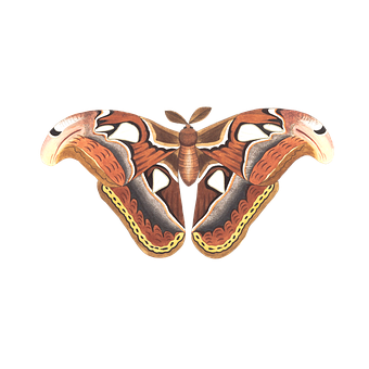 Illustrated Atlas Moth