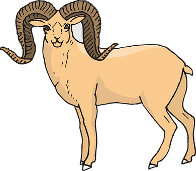 Illustrated Bighorn Sheep