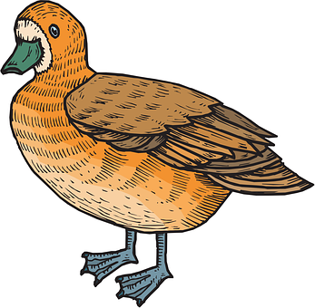 Illustrated Brown Duck Graphic