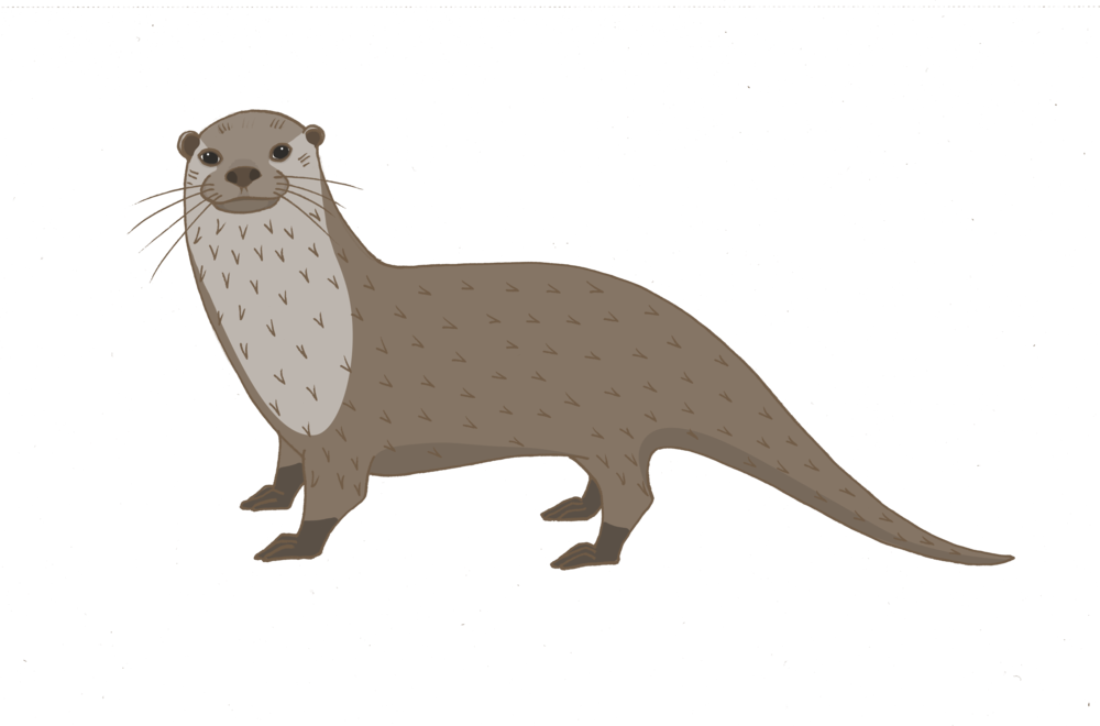 Illustrated Brown Otteron Blue Background