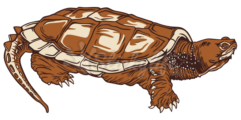 Illustrated Brown Turtle