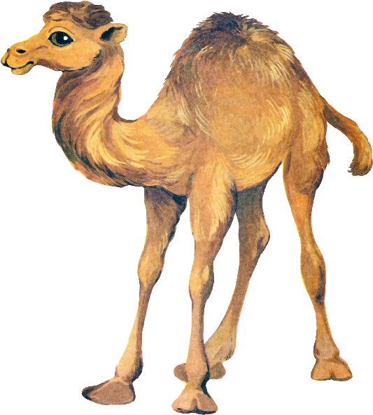 Illustrated Camel Standing Side View.png