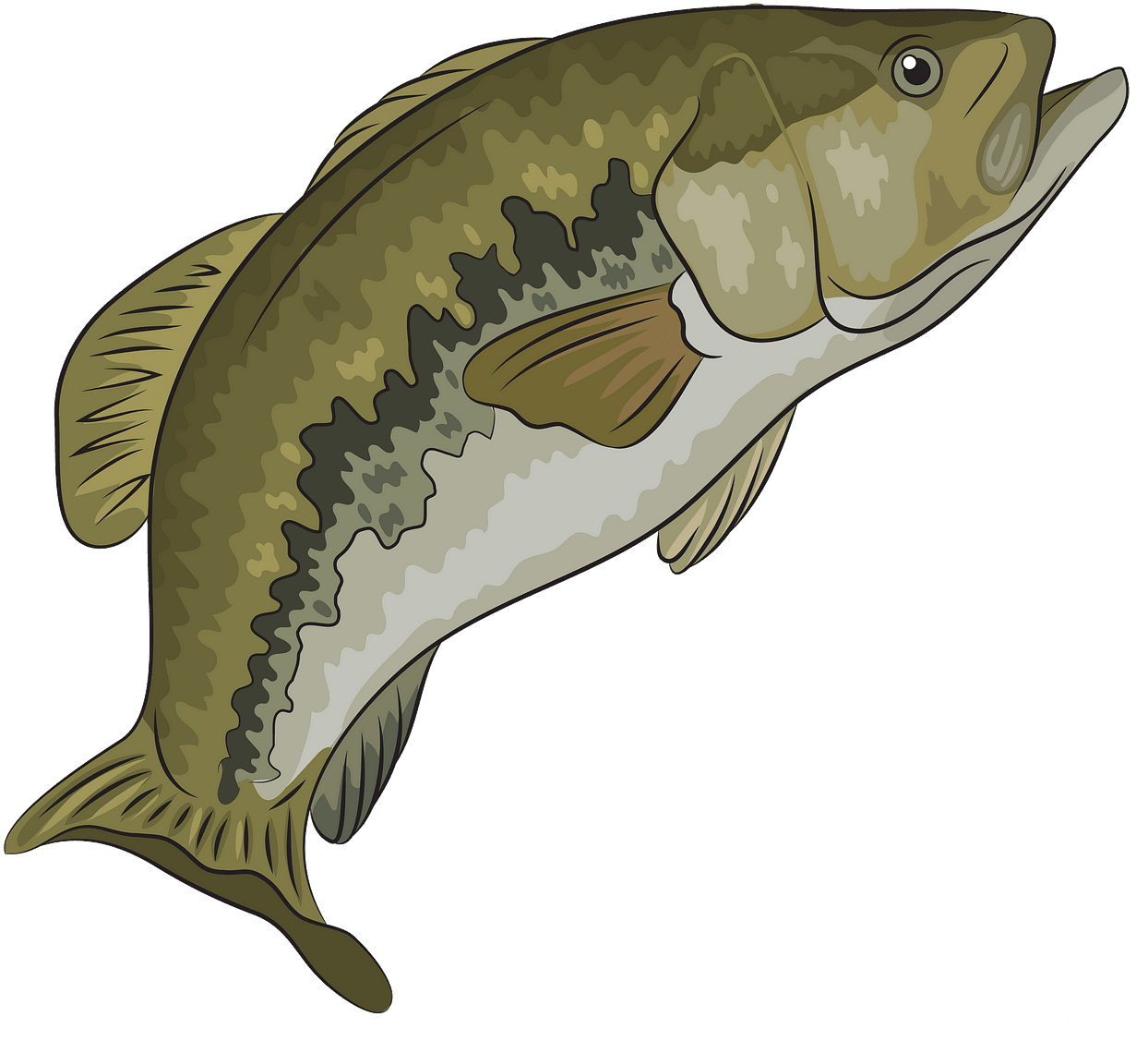 Illustrated Carp Fish