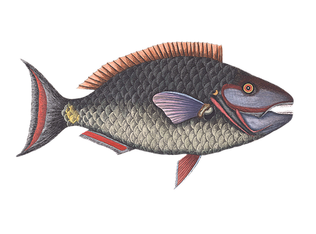 Illustrated Colorful Fish