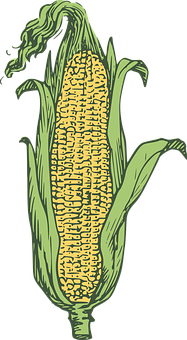 Illustrated Corn Cob