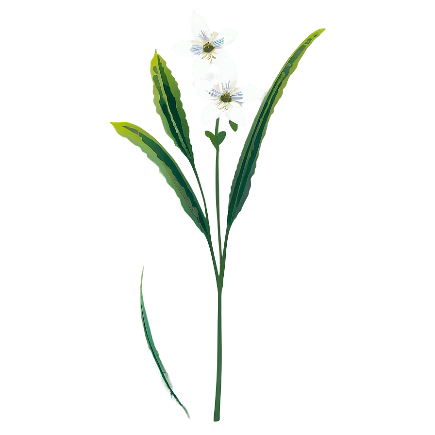 Illustrated Flower Stem Png 06132024