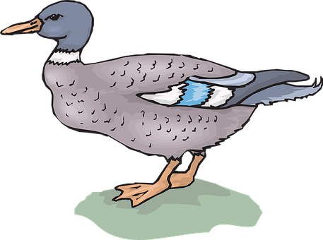 Illustrated Mallard Duck Standing