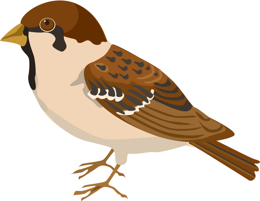 Illustrated Sparrow Profile