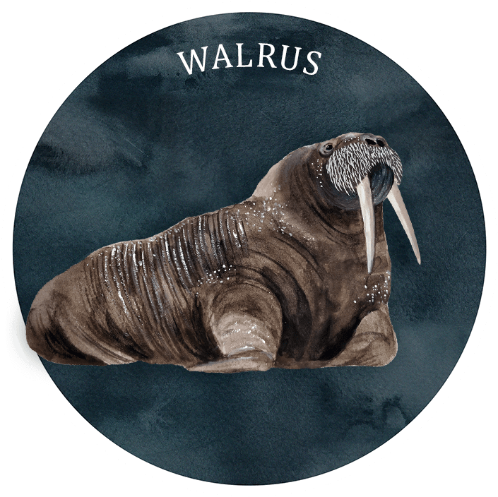 Illustrated Walrus Portrait