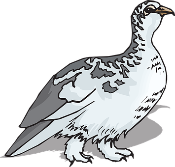 Illustrated White Grouse