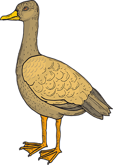 Illustrated Yellow Billed Duck Standing