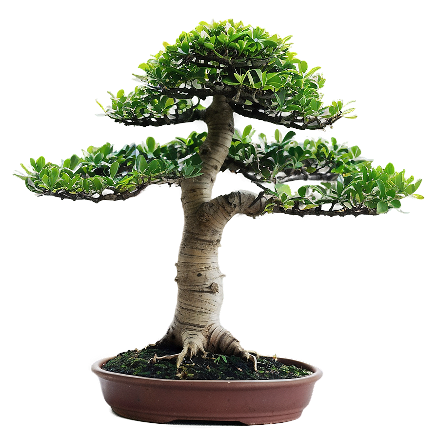 Indoor Bonsai Tree Png 1