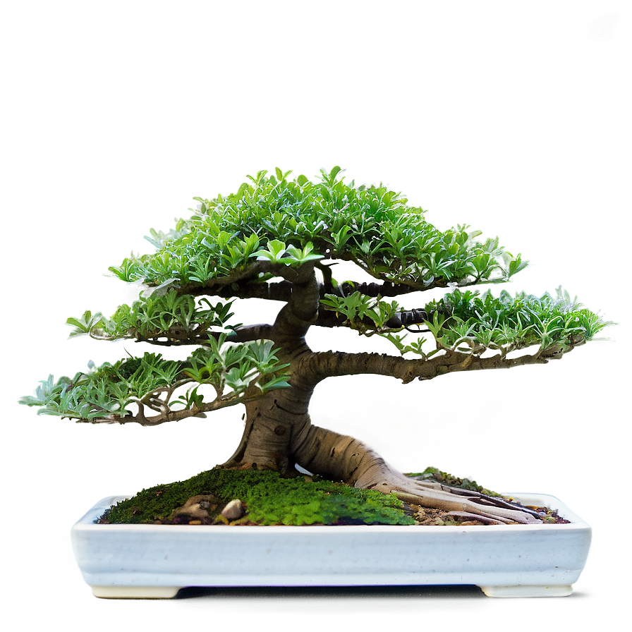 Indoor Bonsai Trees Png 06252024