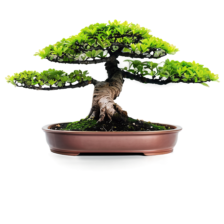 Indoor Bonsai Trees Png Bcr