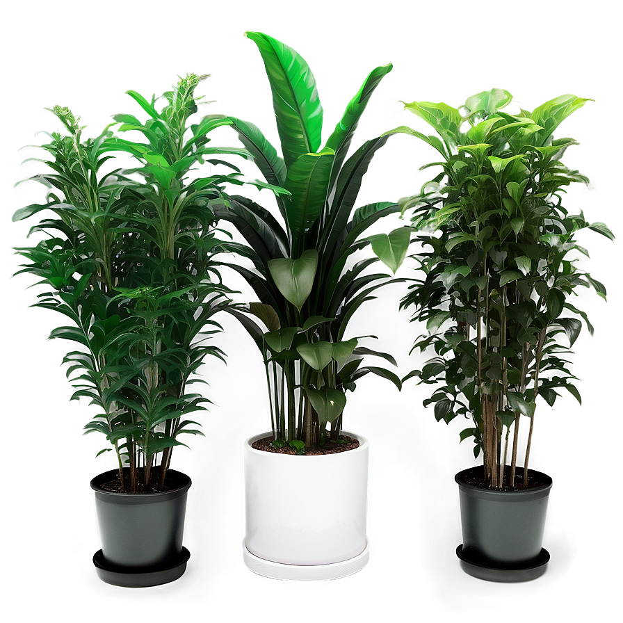 Indoor Plant Filled Studio Png 06252024