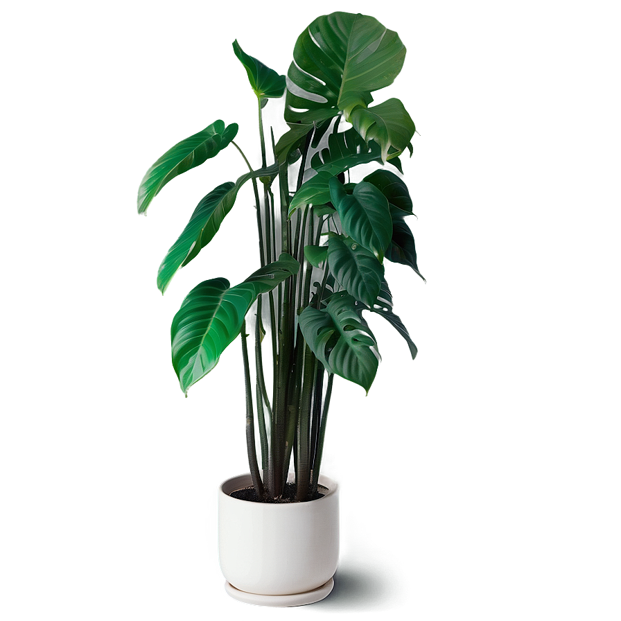 Indoor Plant Filled Studio Png Tpk