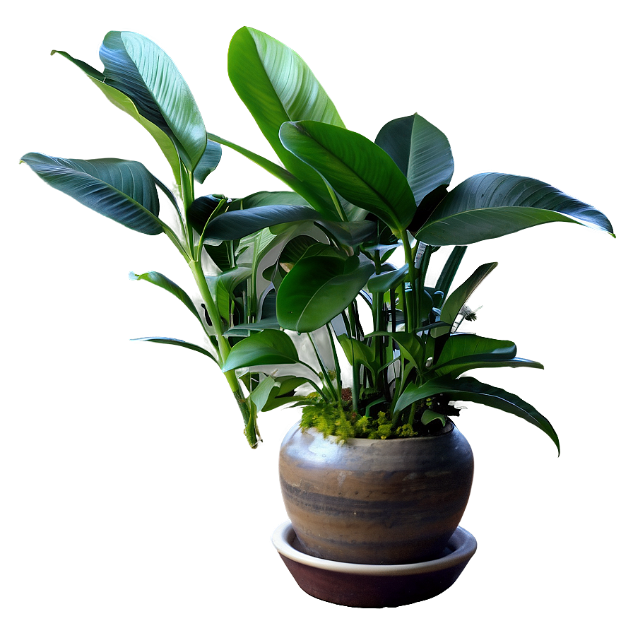 Indoor Plant Leaves Png Qyh58