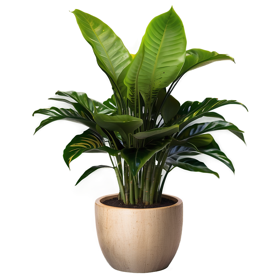 Indoor Plant Png 41