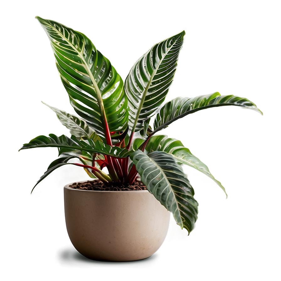 Indoor Plants For Health Png 06252024